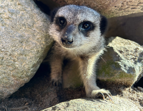 Meerkat (Suricata suricatta)