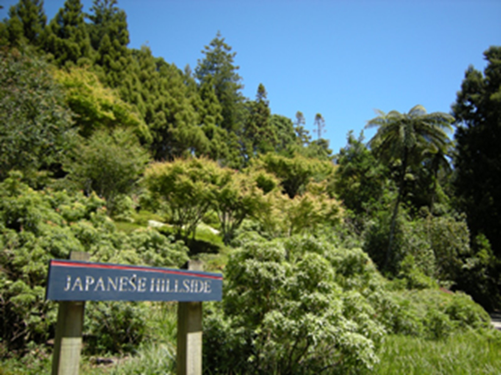 Japanese Hillside