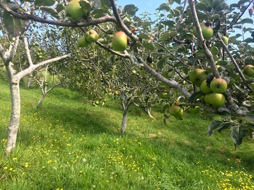 Milne Place Orchard (2)