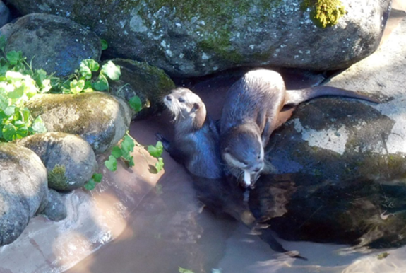 Otters 2