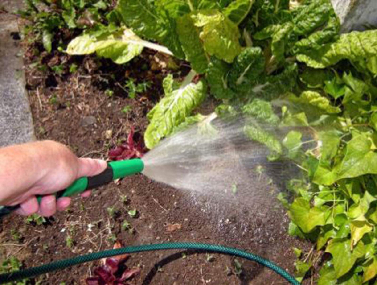 Watering a garden using a hose
