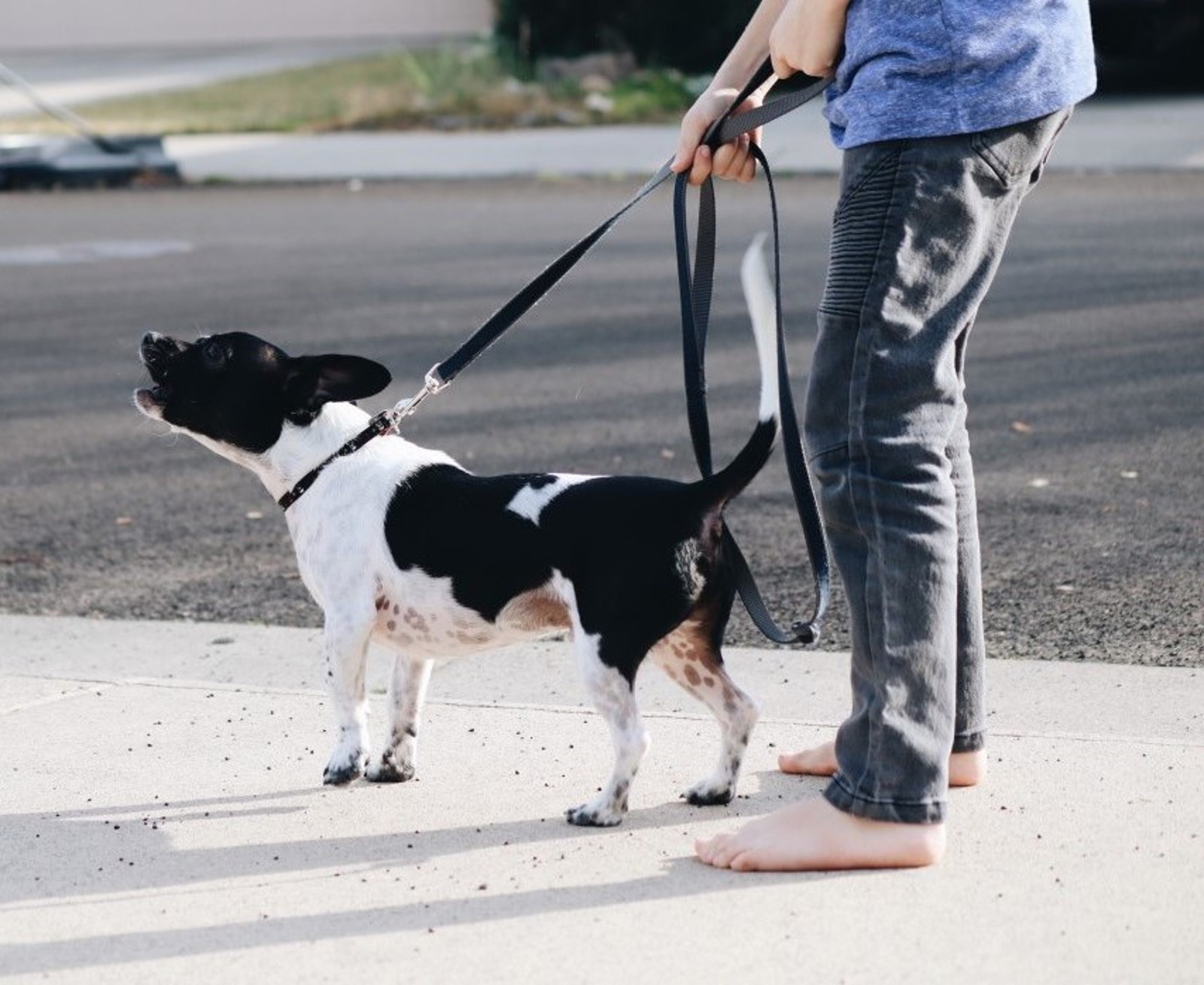 Barking dog on leash