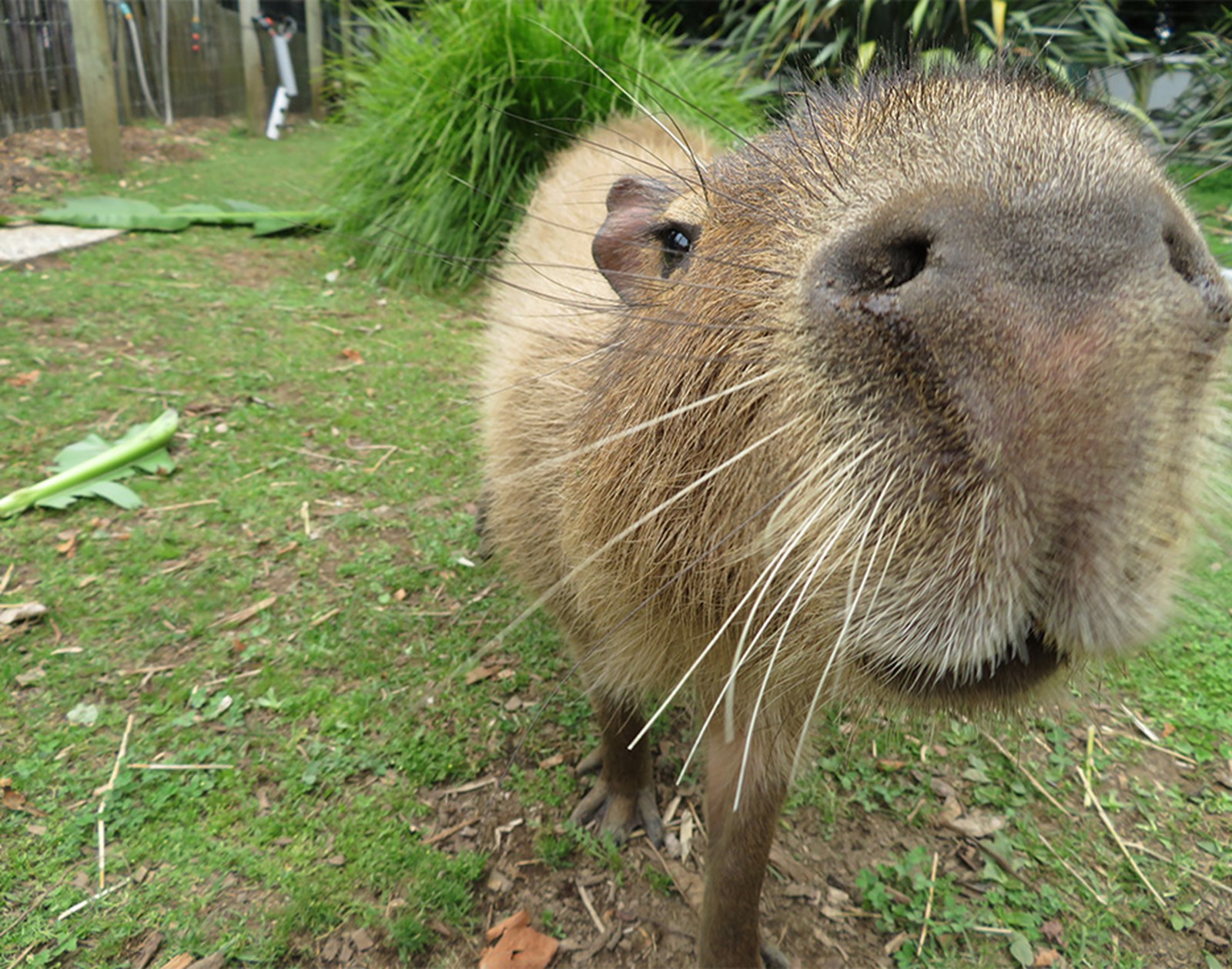 Capybara. 