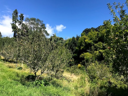 Sheppards Bush Orchard Feb 2021 (21)