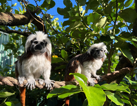Cotton-top Tamarin