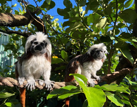 Cotton-headed tamarin (also known as Cotton-top tamarin) Oedipomidas oedipus (formerly as Saguinus oedipus)