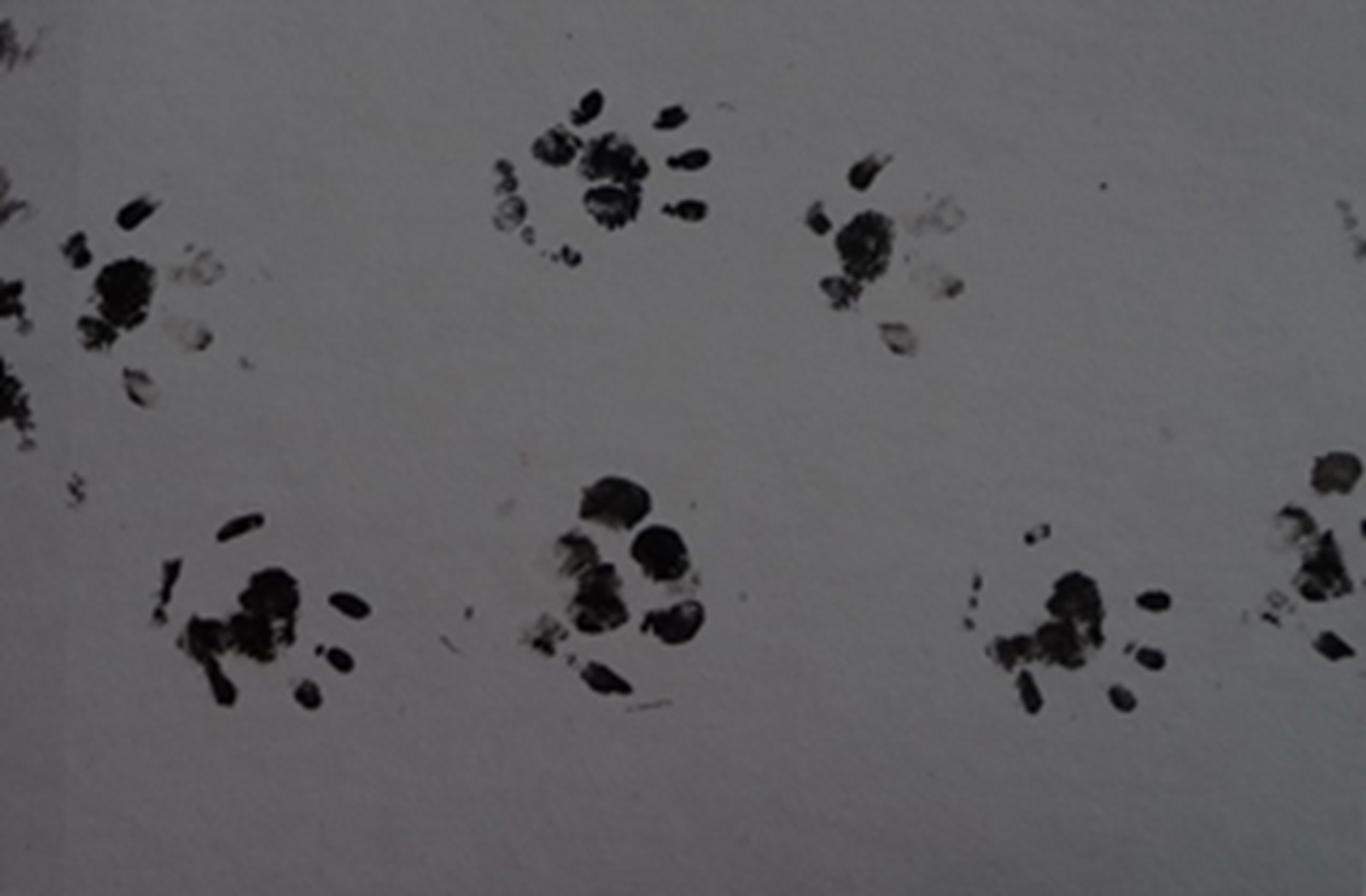 Hedgehog Footprints. Photo credit: Nathan Hills.