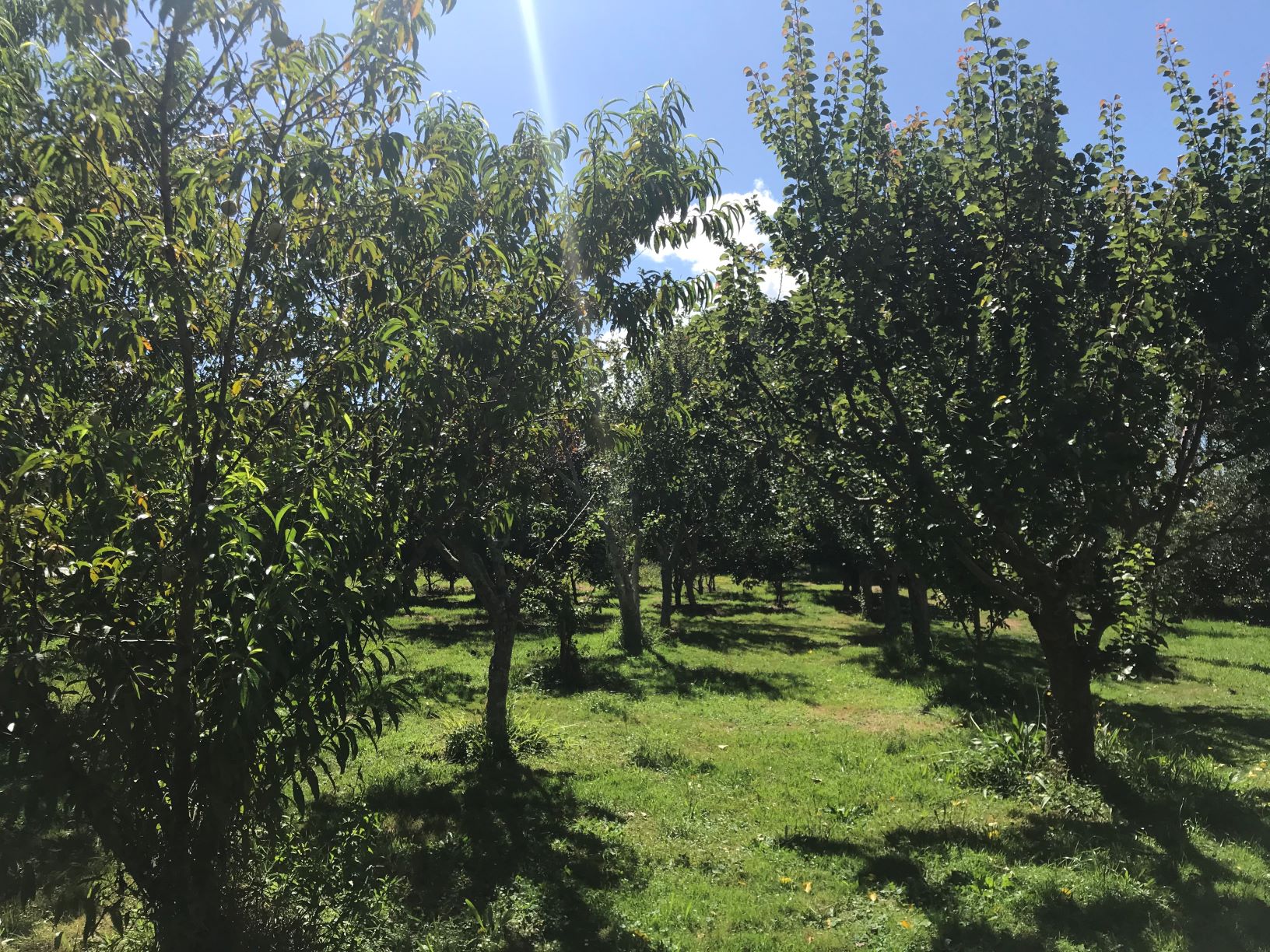 Community orchards