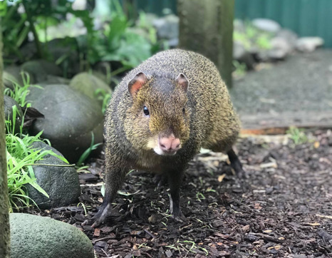 Red-rumped Agouti (Dasyprocta leporina)