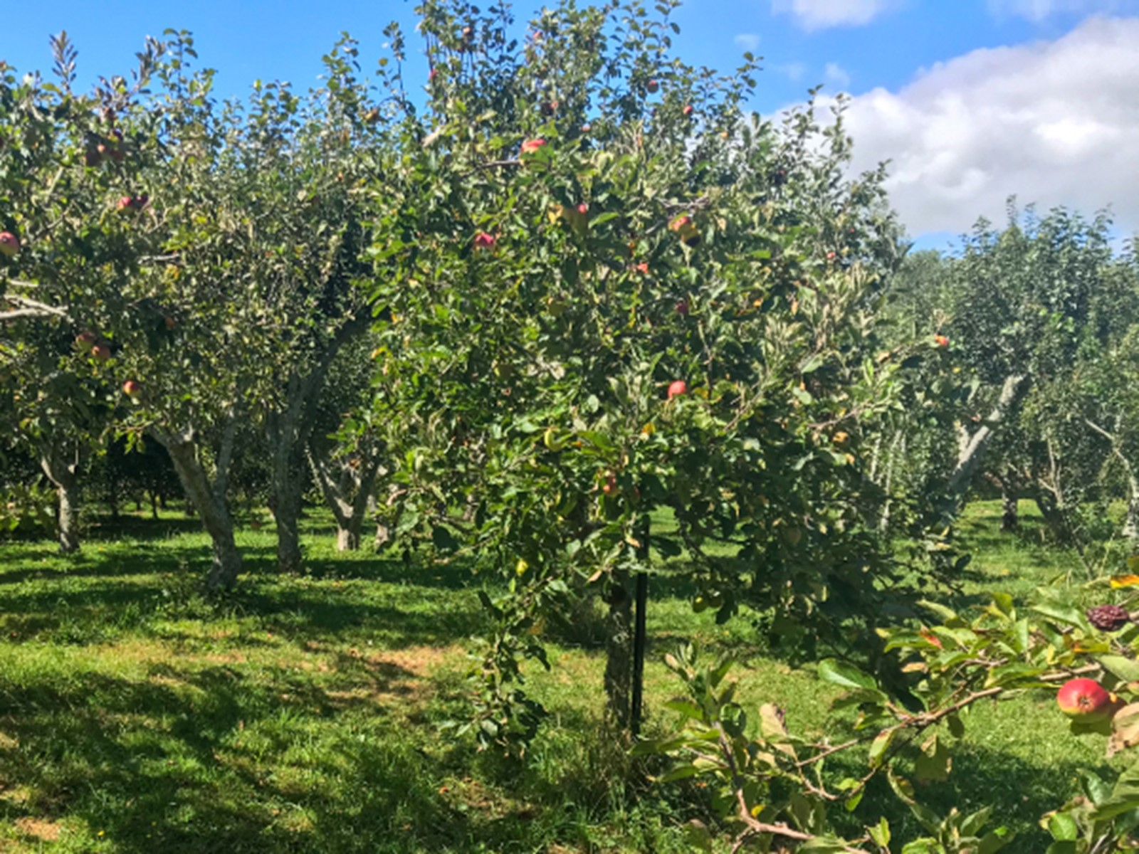 community orchard