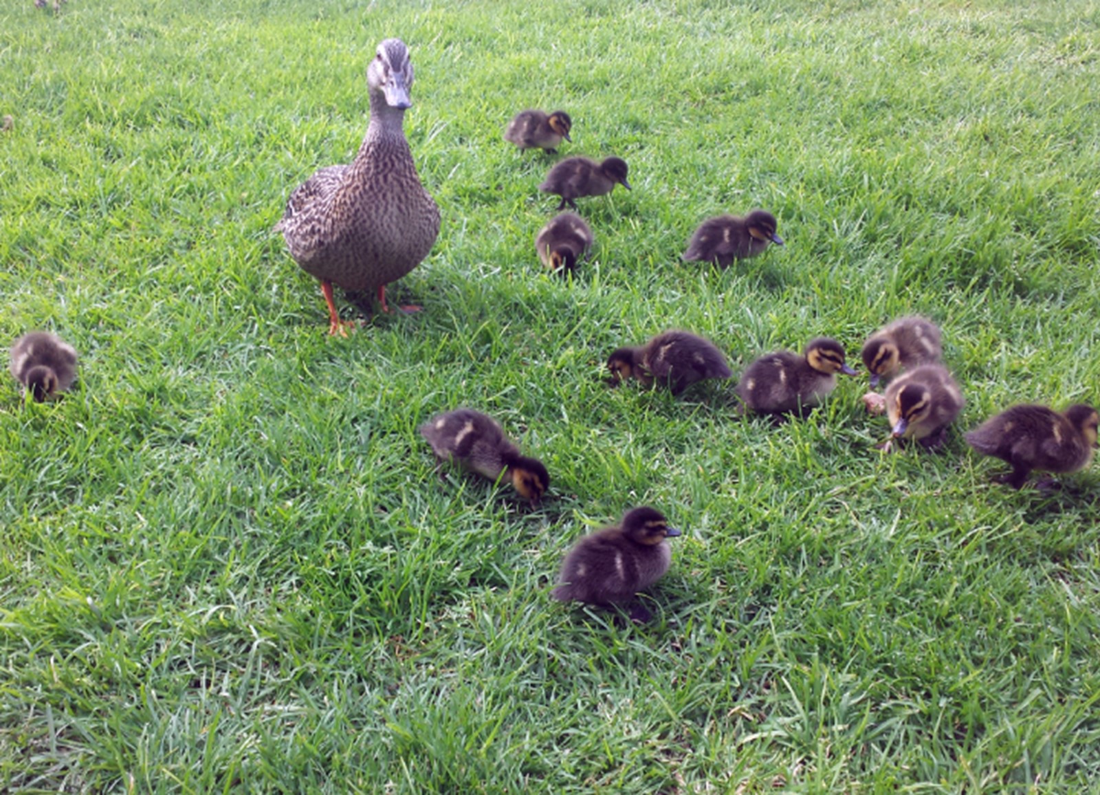 Duck and her ducklings