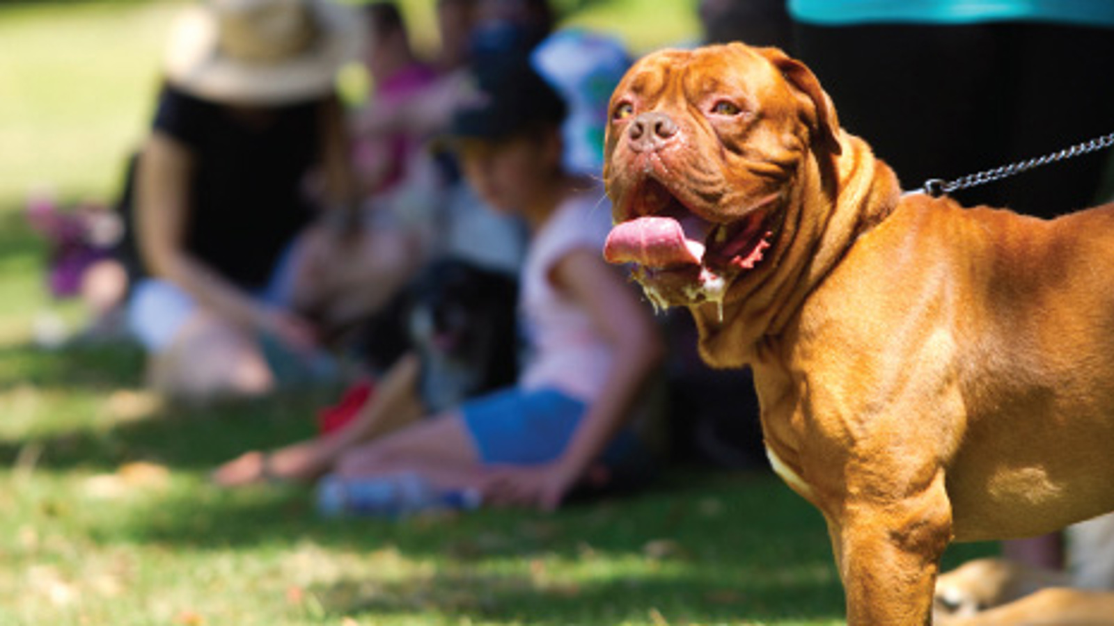 Dog. 