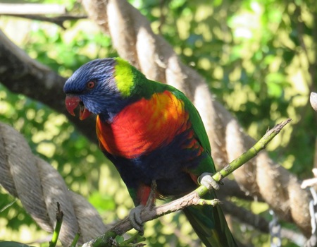Rainbow Lorikeet