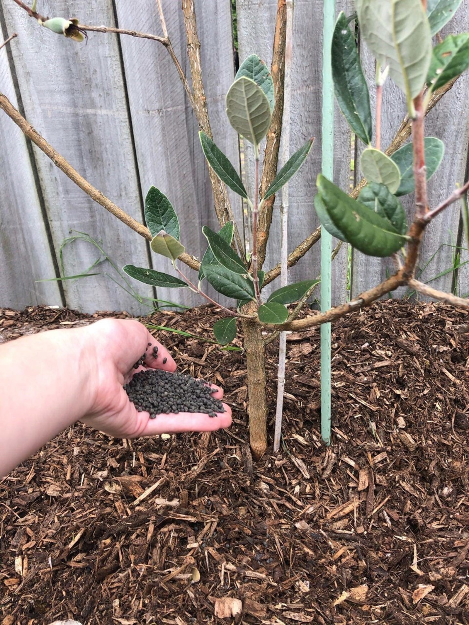 How to use Bioboost®