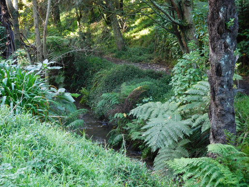 Huatoki Stream May 2017