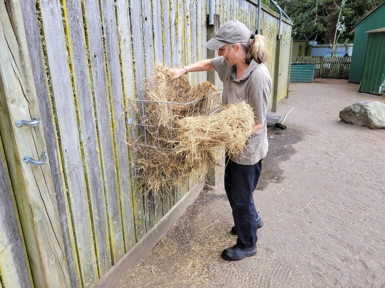 A volunteer at Brooklands Zoo tops up the hay.