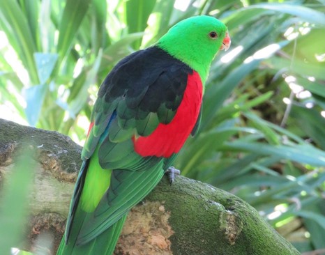 Red Winged Parrot (Aprosmictus erythropterus)