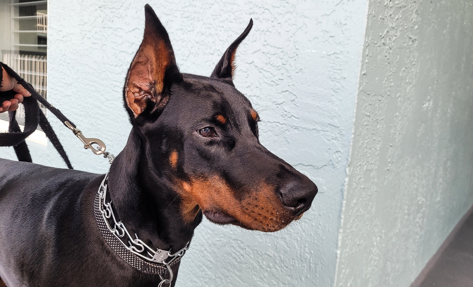 Dog Control Policy
