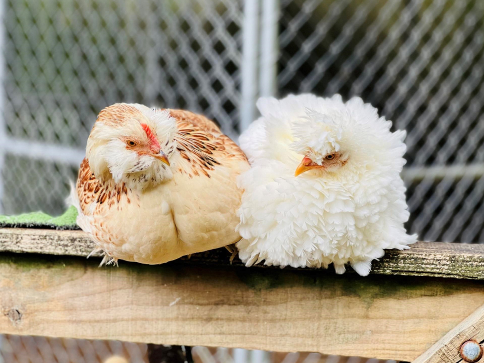 Chickens