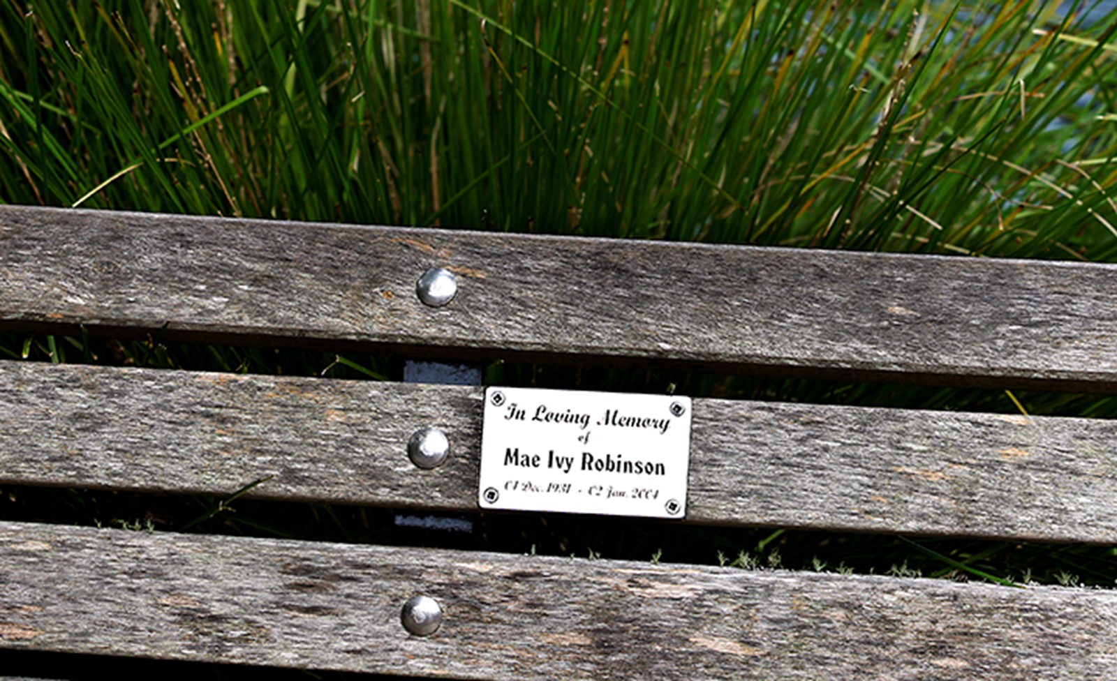 Memorial bench from Pukekura Park