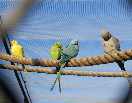  Indian Ringneck Parakeet