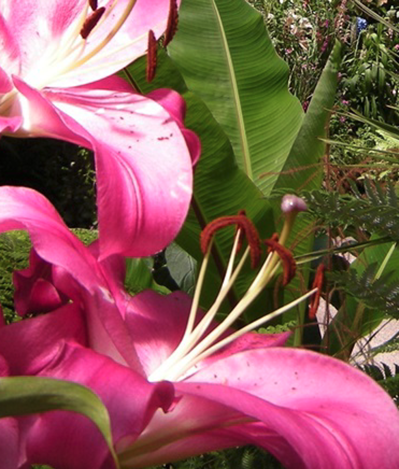 Flowers.
