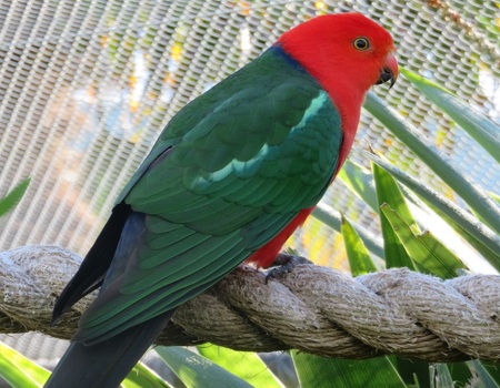 Australian King Parrot