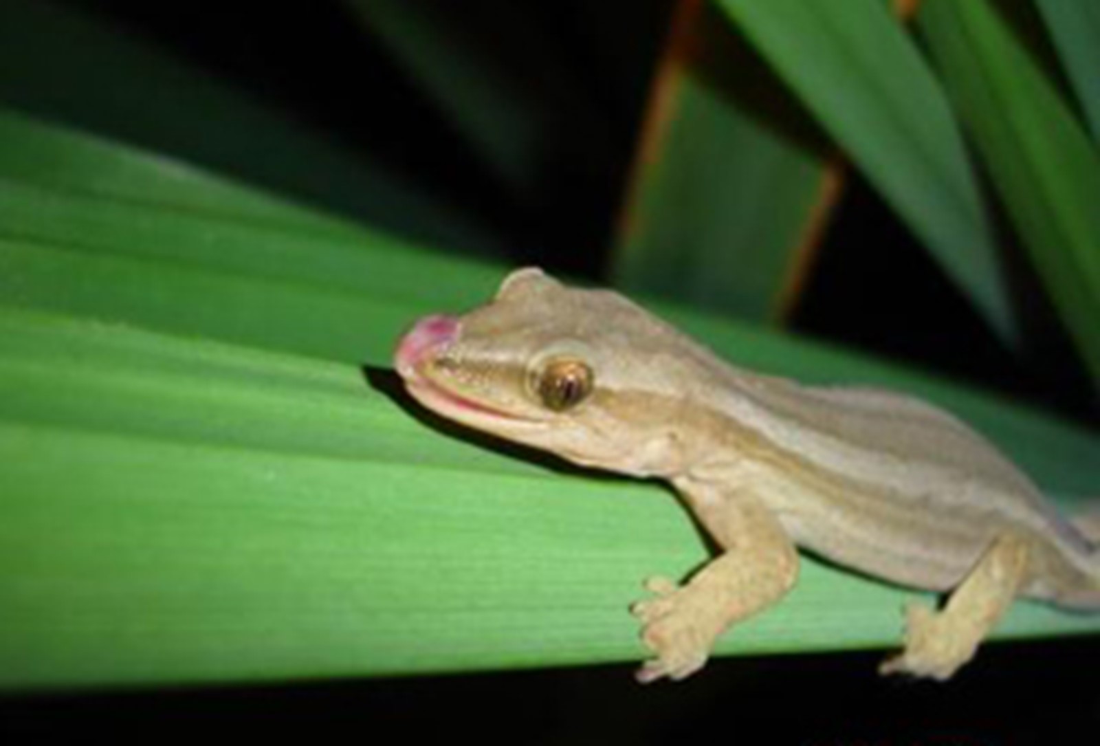 Gold-Stripe Gecko. Photo credit: Nathan Hills.