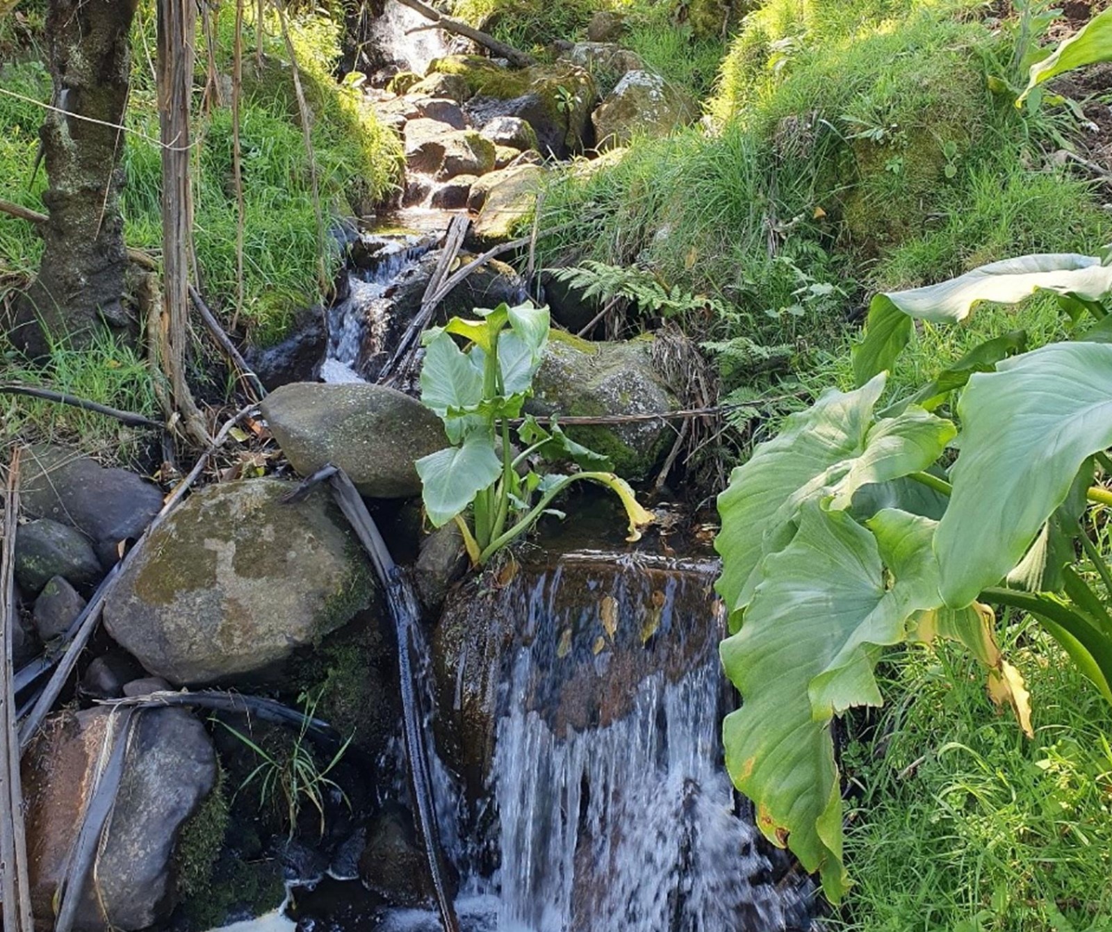 Section of a healthy stream, flowing open and clean.