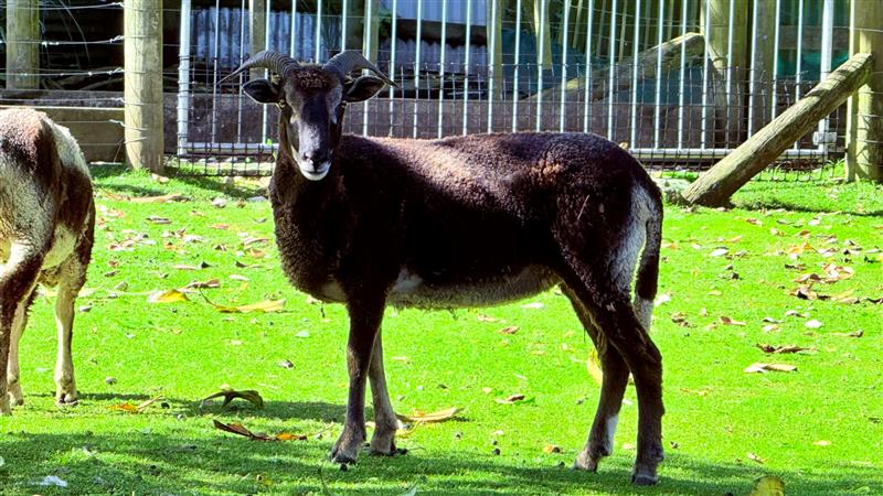 Meet the farmyard animals
