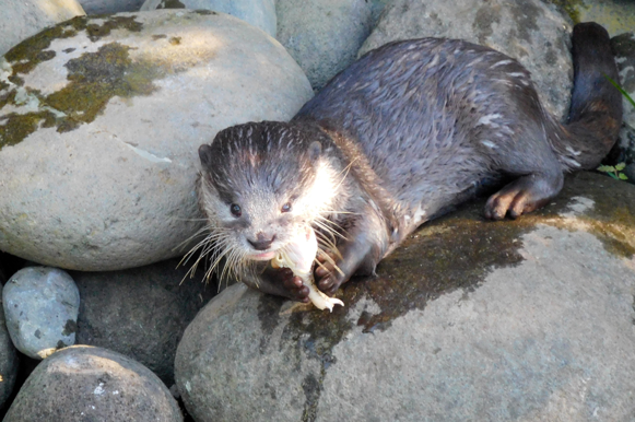 Otters 1