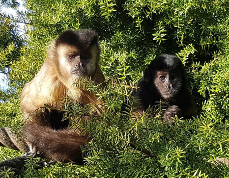 Brown or Black-capped Capuchin (Cebus apella)