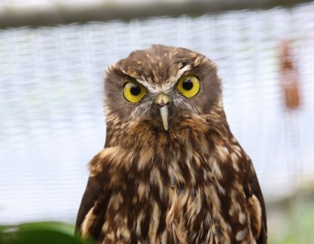 Ruru/Morepork