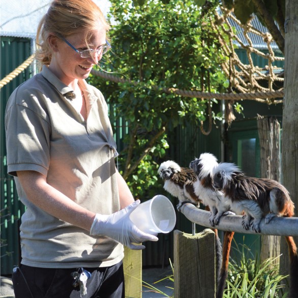 Keeper Jo with three cotton top tamarins