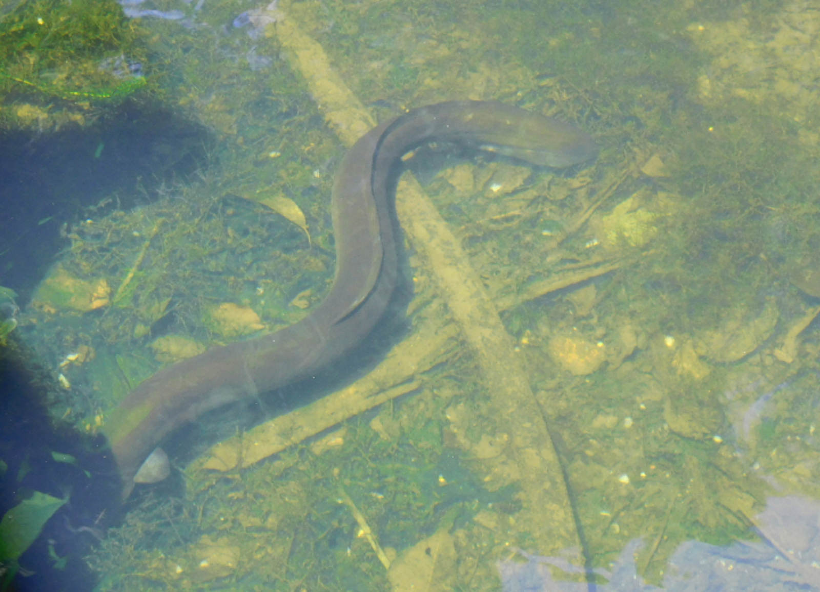 Wildlife