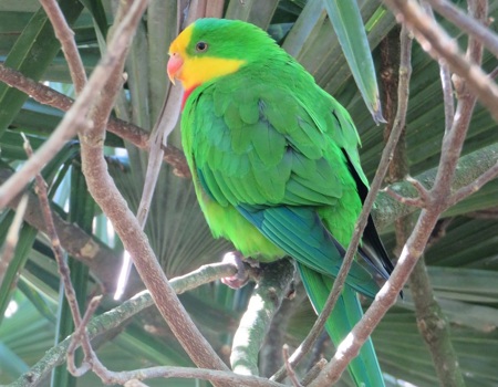 Superb Parrot