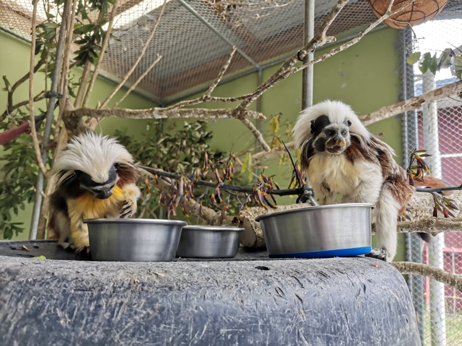 Cotton-top tamarin monkeys Teo and Inca eating food