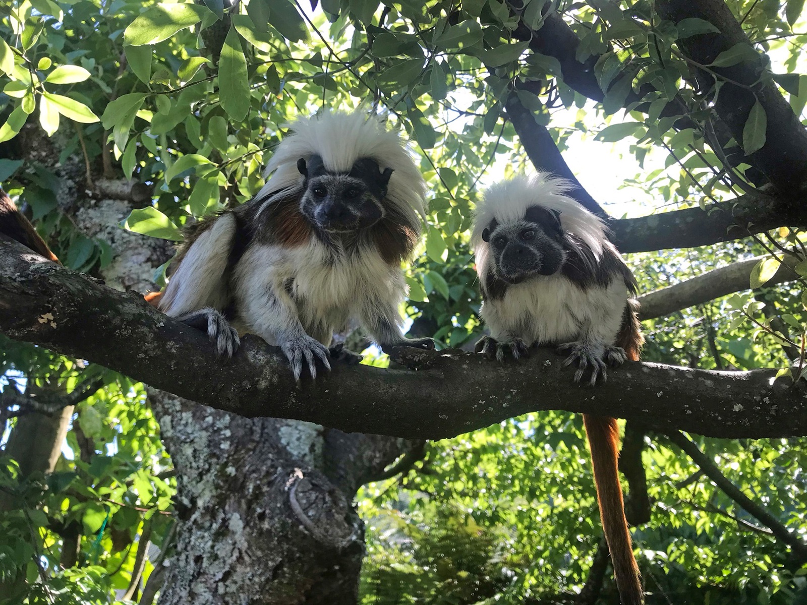 Cotton-top tamarin monkeys in their habitat