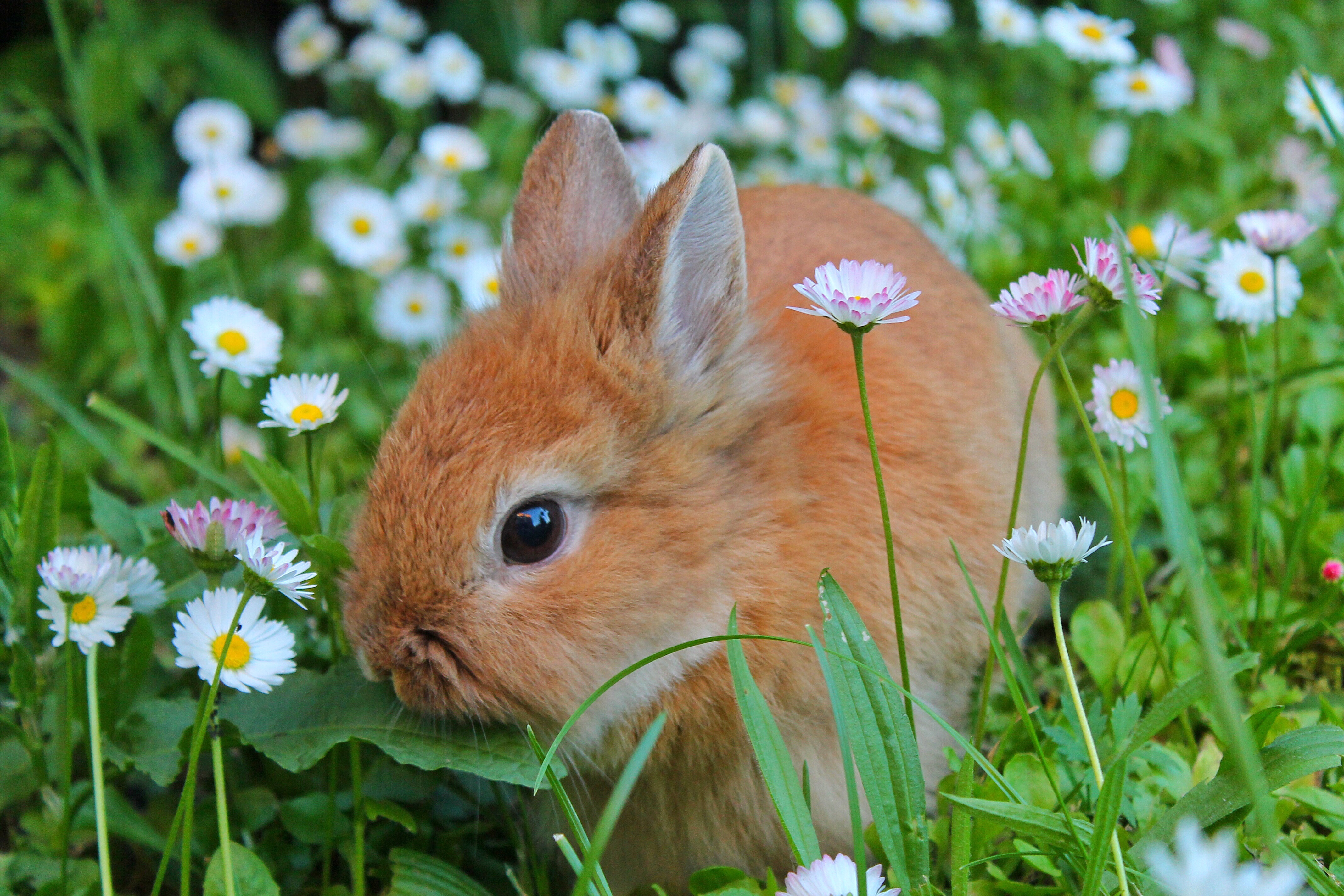Easter Sunday Shop Trading Policy
