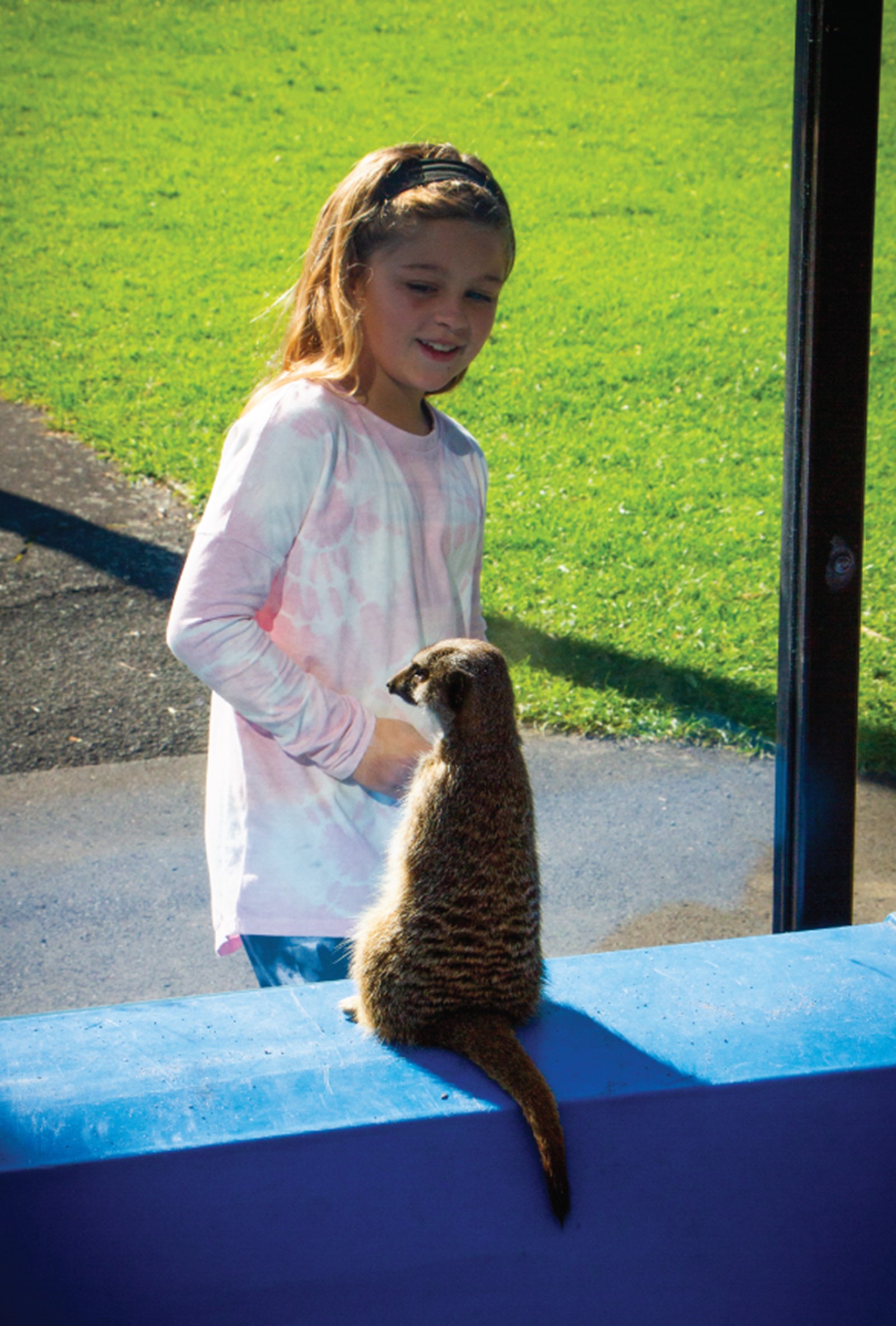 Child looking at meerkat