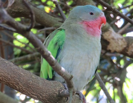  Princess Parrot