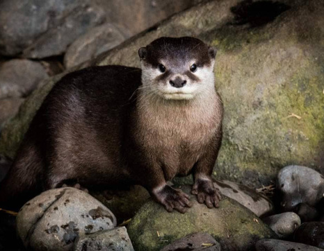 Otter