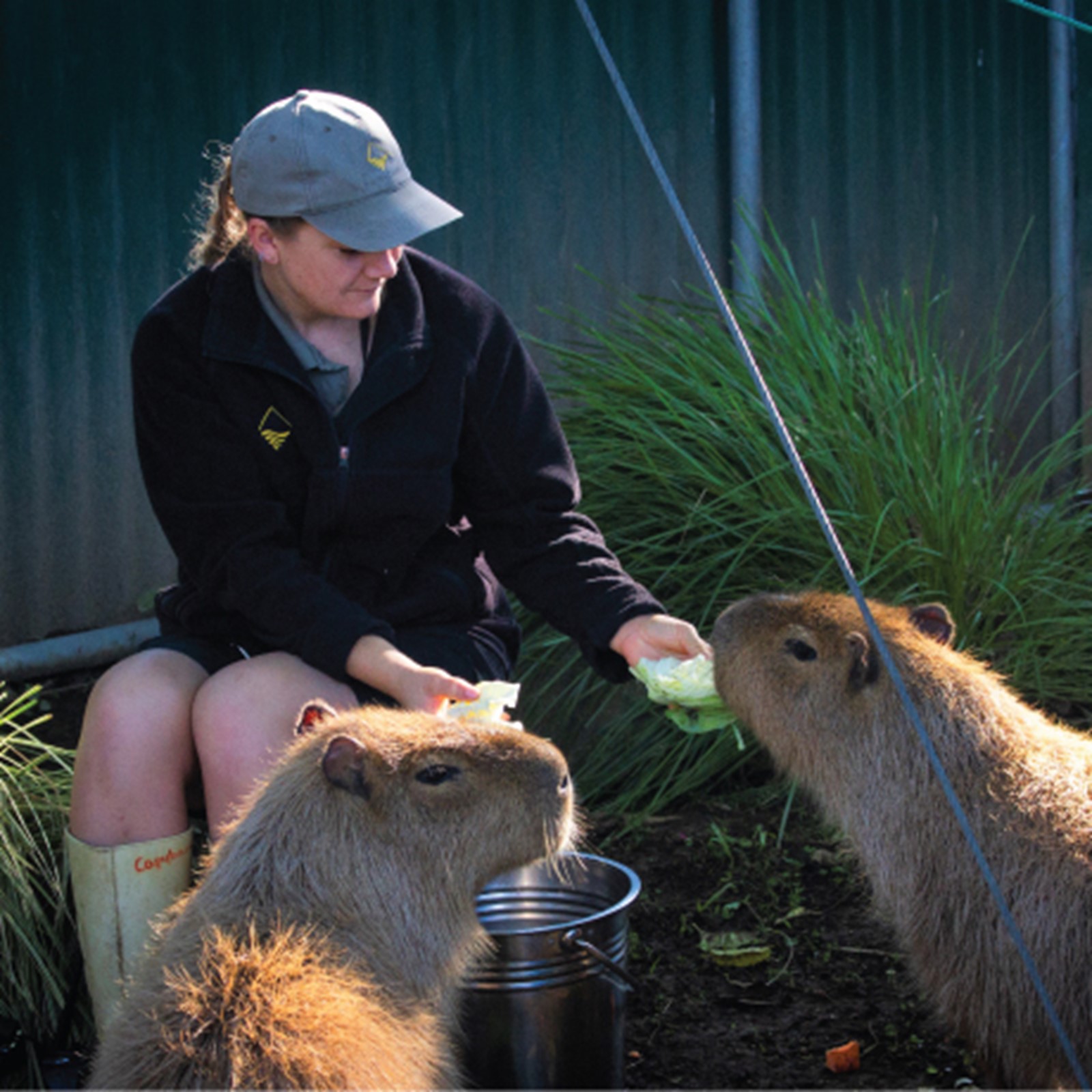 Keeper feeding capybaras