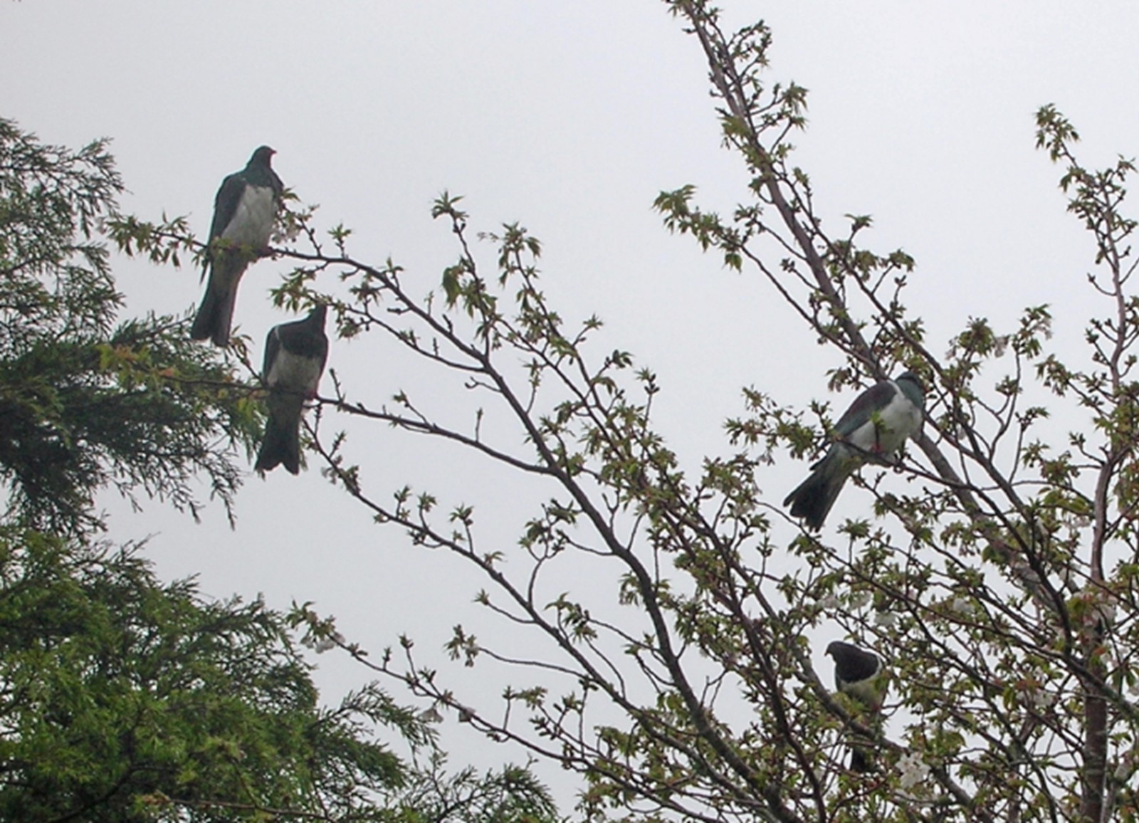 Wood Pigeons (Kereru)