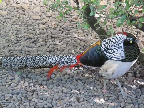 Lady Amherst's Pheasant (Chrysolophus amherstiae)